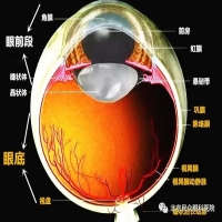 眼底一张照，让六类眼部疾病无处可逃